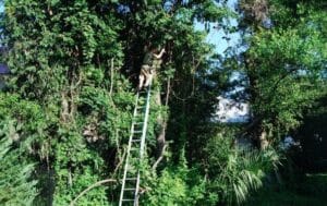 A person installing outdoor lighting on a tall tree using a ladder in a lush, green garden setting in the Bluffton, SC lowcountry.