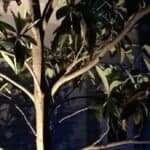 Outdoor tree illuminated by landscape lighting