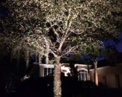 Nighttime outdoor lighting enhances landscape featuring a lit tree and surrounding area of Bluffton, SC. Outdoor tree lighting highlights landscape appeal with elegant outdoor lighting solutions in the Bluffton SC lowcountry.