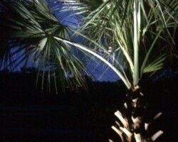 Showcasing outdoor LED palm tree lighting for landscape enhancement at night on Hilton Head Island. Illuminated palm tree highlighting outdoor lighting design on Hilton Head Island, SC.