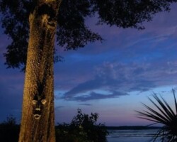 Elegant outdoor tree lighting creates ambiance near water at night along the May River in Bluffton. Charming Illuminated face on oak tree enhances landscape with outdoor lighting at dusk along the May River in Bluffton, SC.