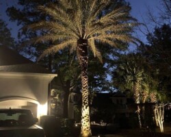Landscape lighting highlights palm trees, creating elegant nighttime curb appeal on Hilton Head Island. Outdoor lighting showcases a tall palm tree in a residential Hilton Head yard during dusk.
